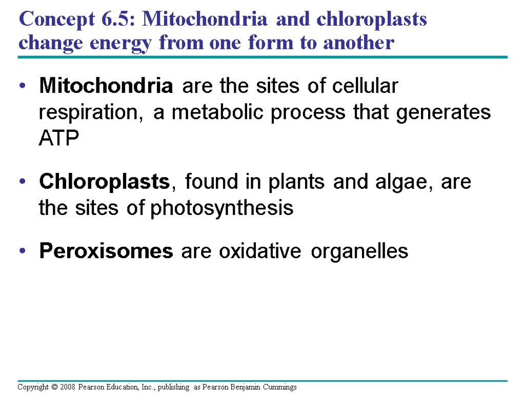 Concept 6.5: Mitochondria and chloroplasts change energy from one form to another Mitochondria are